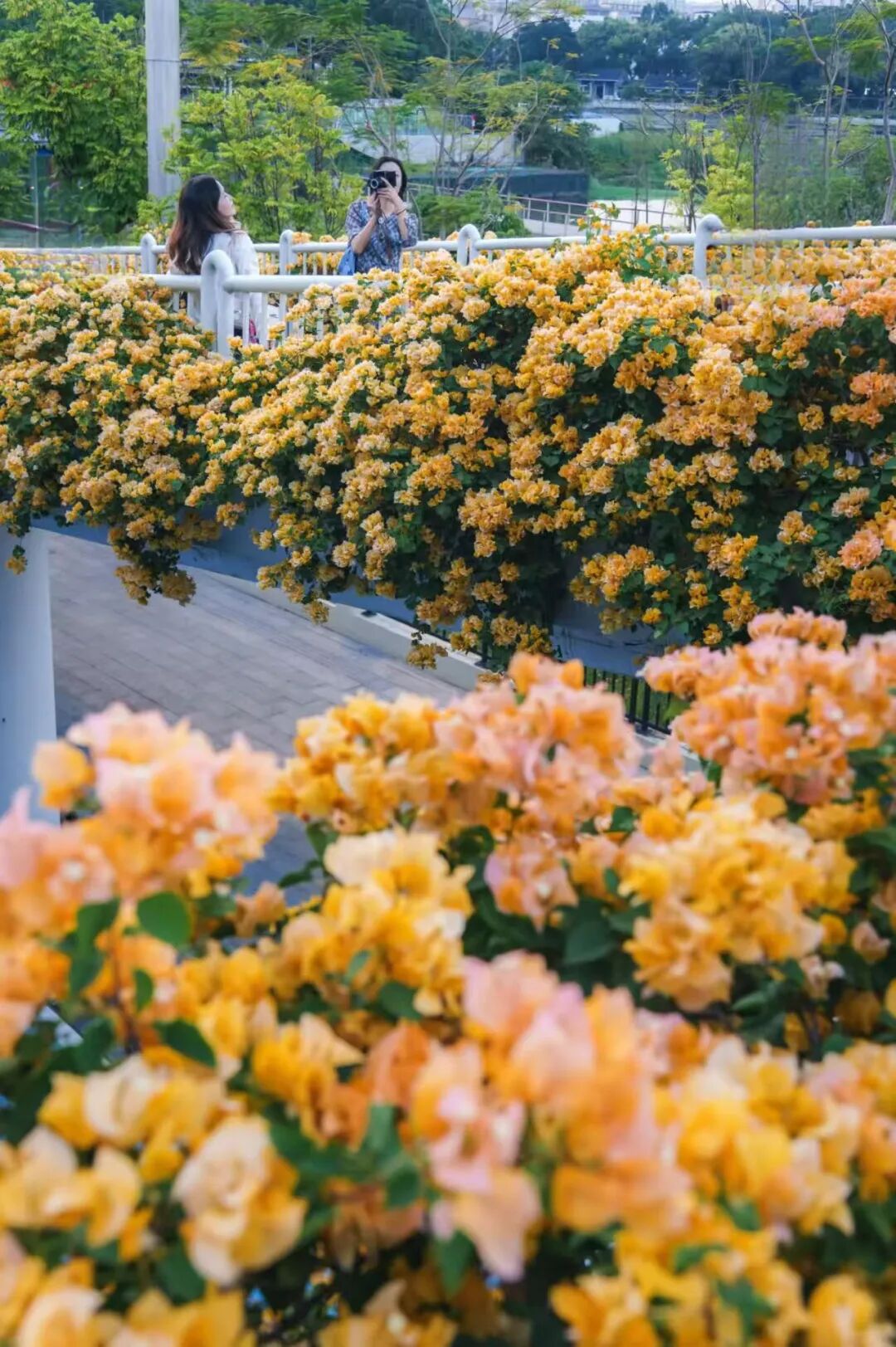“不愧是花城！广州的花海根本拍不完”
