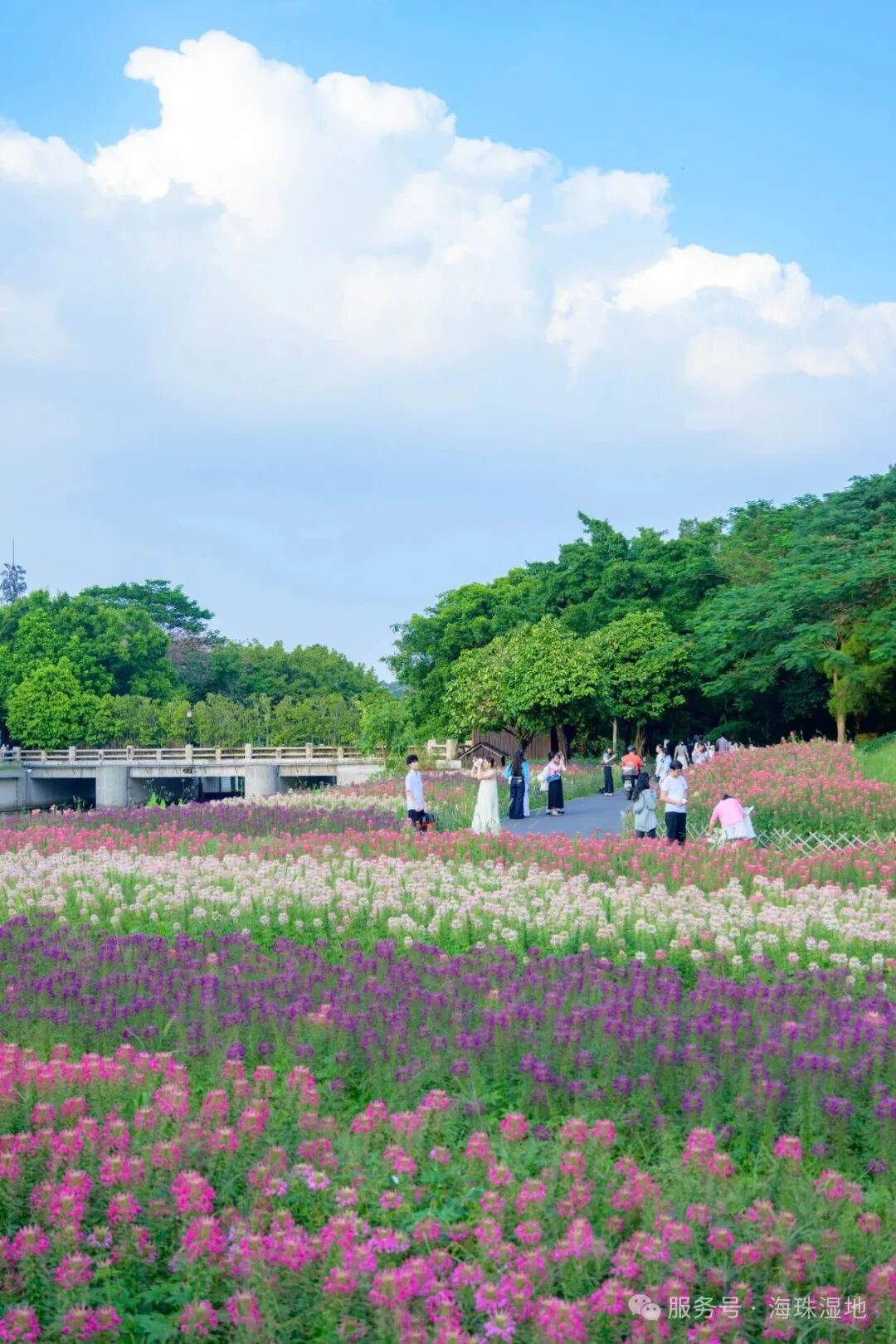 “不愧是花城！广州的花海根本拍不完”