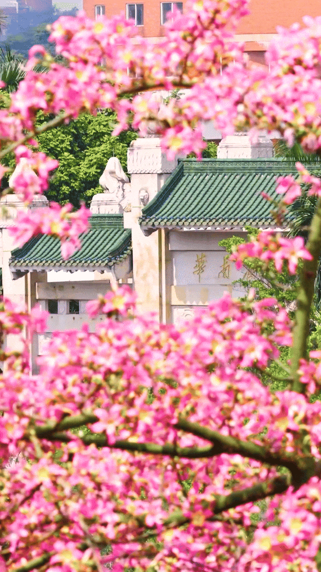 “不愧是花城！广州的花海根本拍不完”