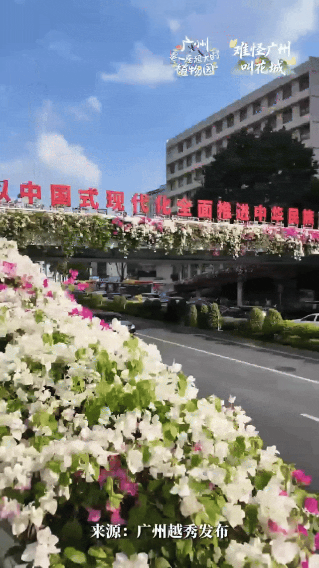 “不愧是花城！广州的花海根本拍不完”