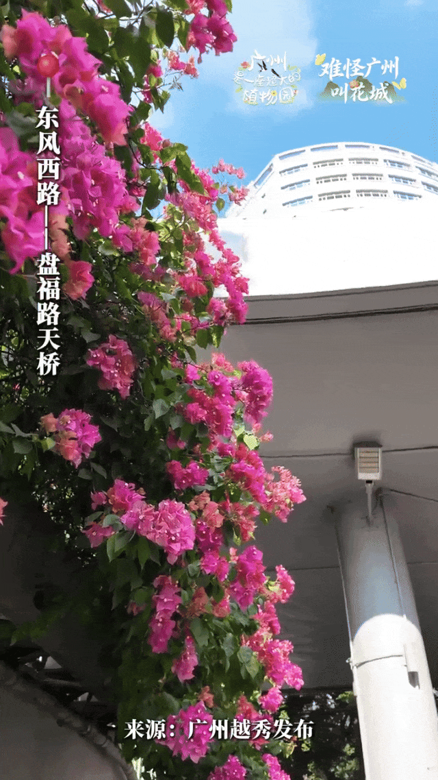“不愧是花城！广州的花海根本拍不完”
