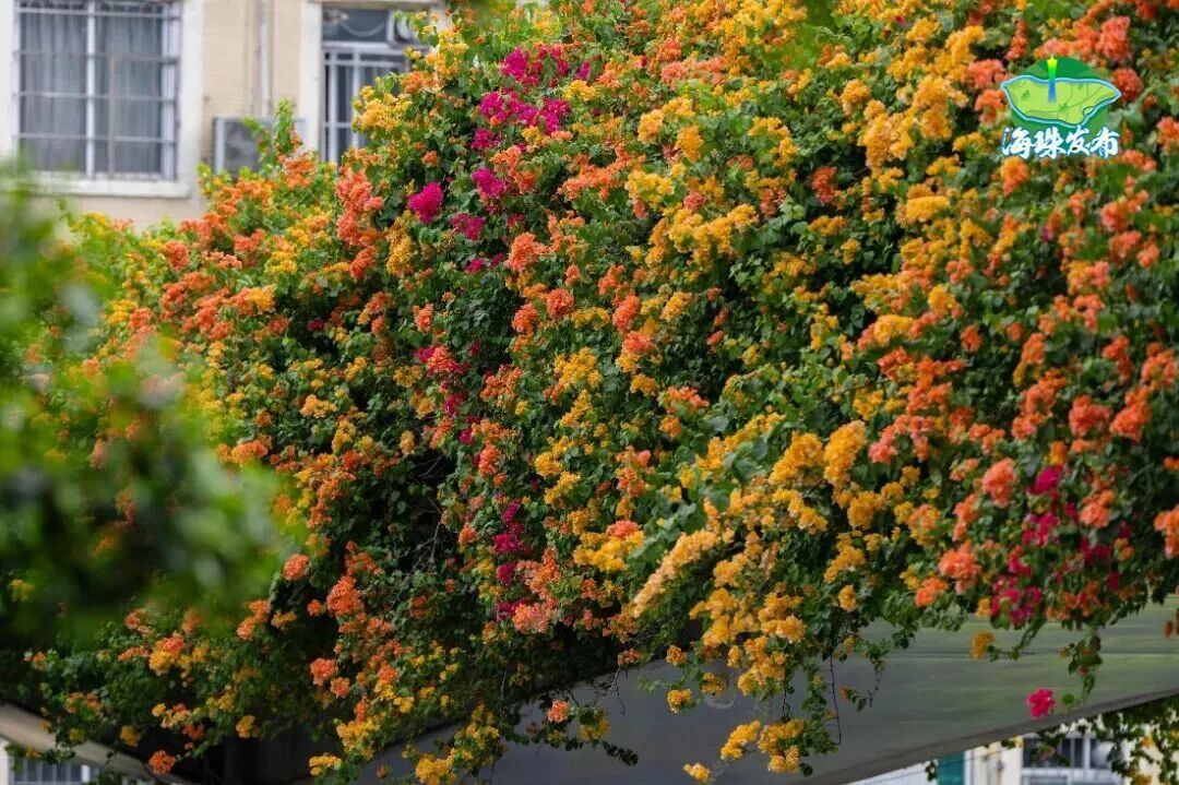 “不愧是花城！广州的花海根本拍不完”