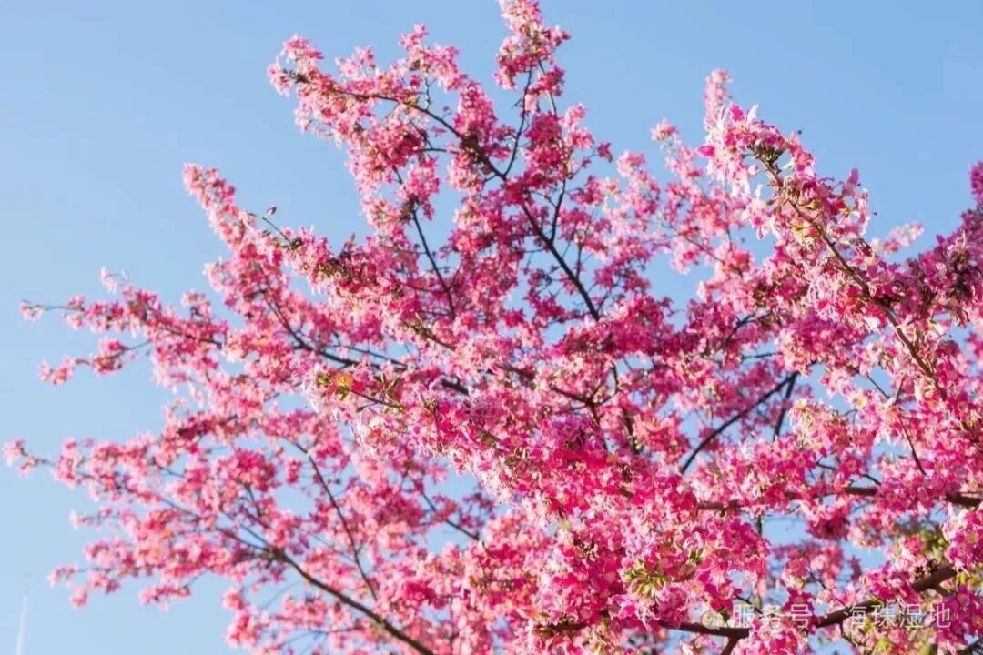 “不愧是花城！广州的花海根本拍不完”