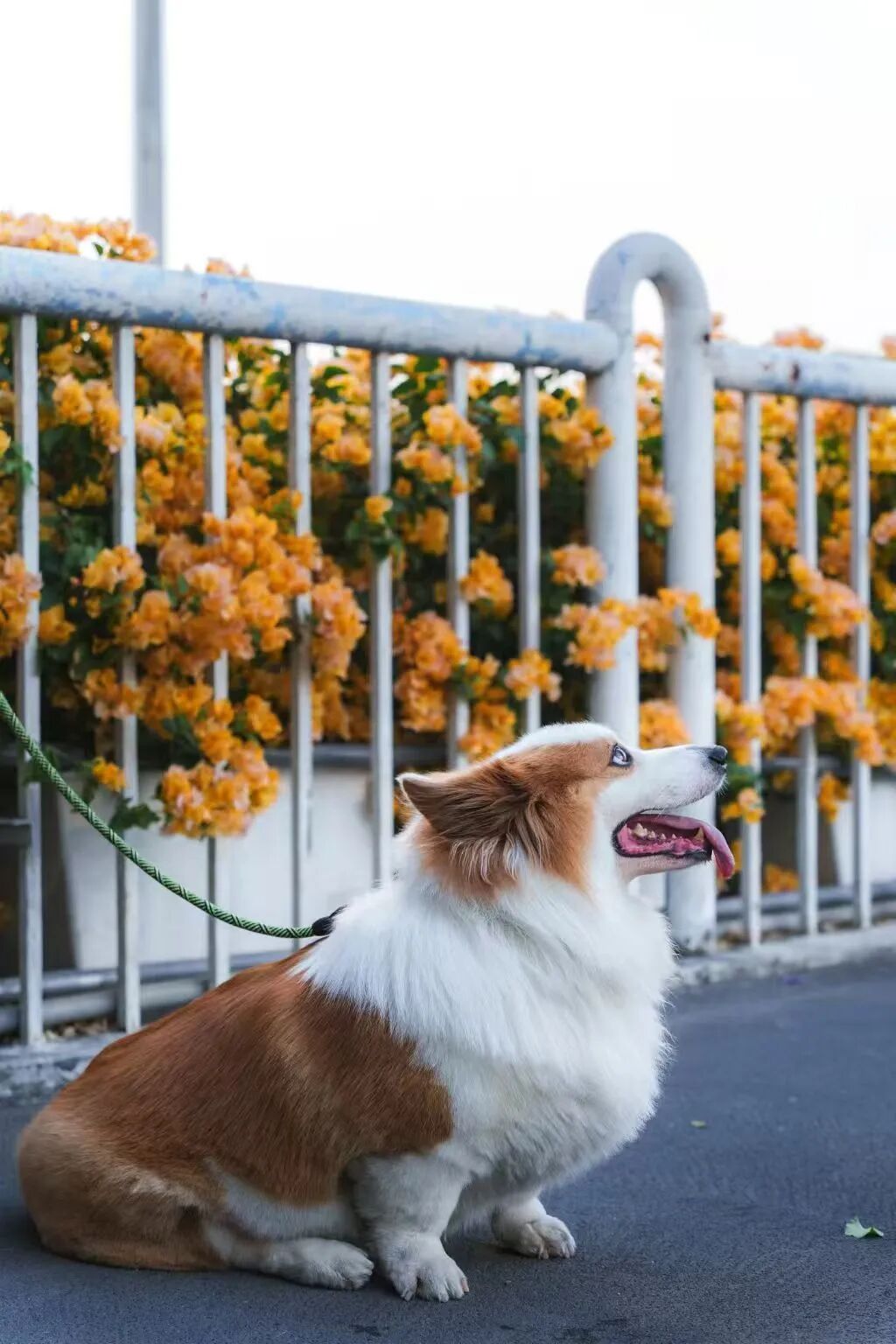 “不愧是花城！广州的花海根本拍不完”