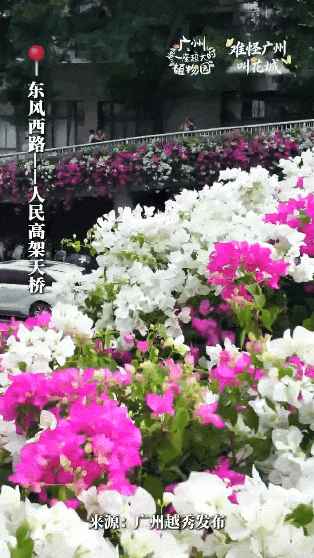 “不愧是花城！广州的花海根本拍不完”
