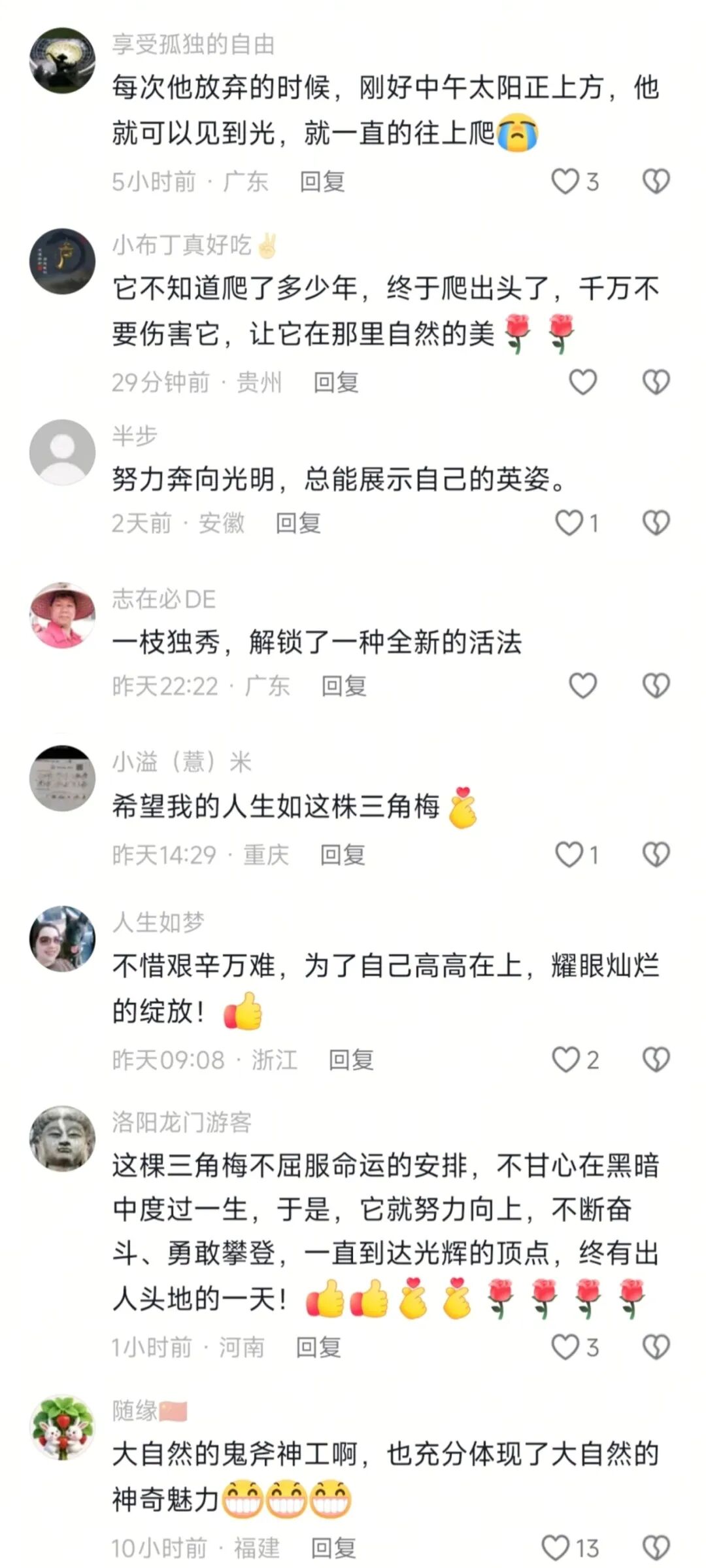 “全网最努力三角梅”攀上路灯、登上央视！
