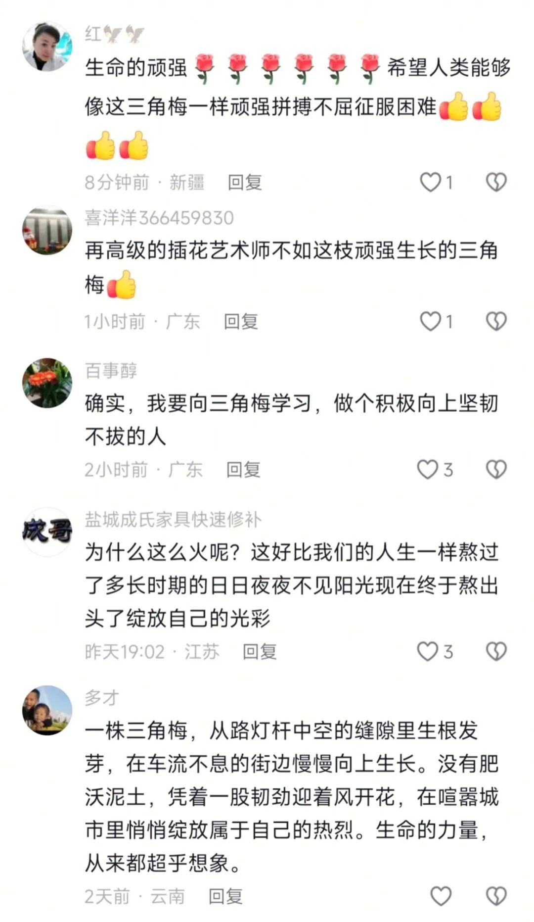 “全网最努力三角梅”攀上路灯、登上央视！