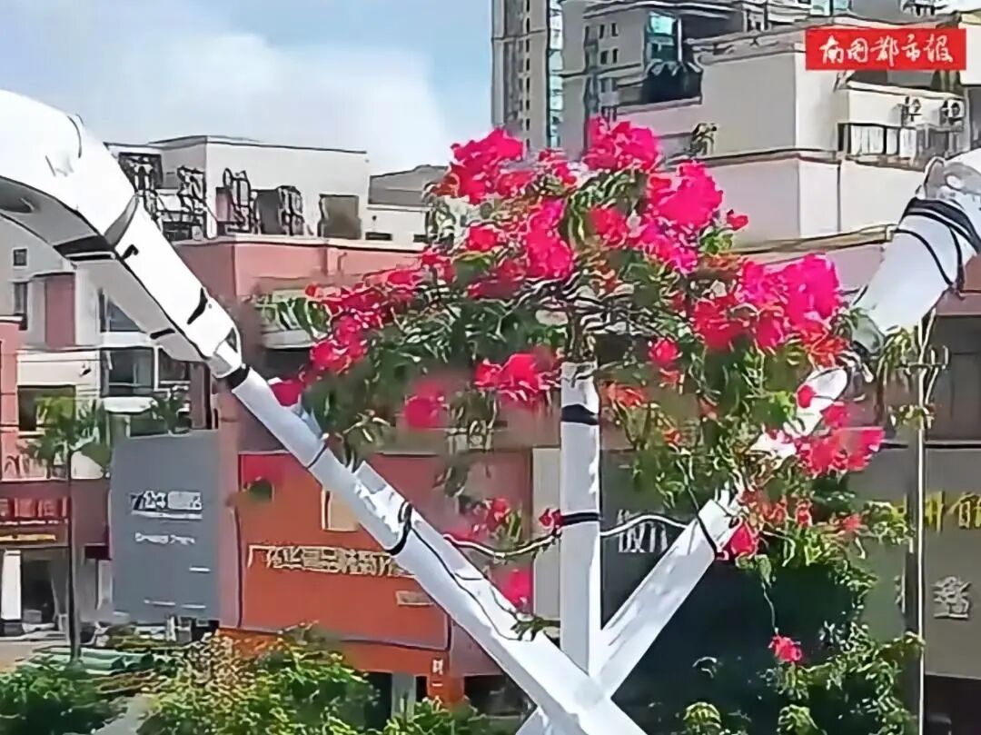 “全网最努力三角梅”攀上路灯、登上央视！