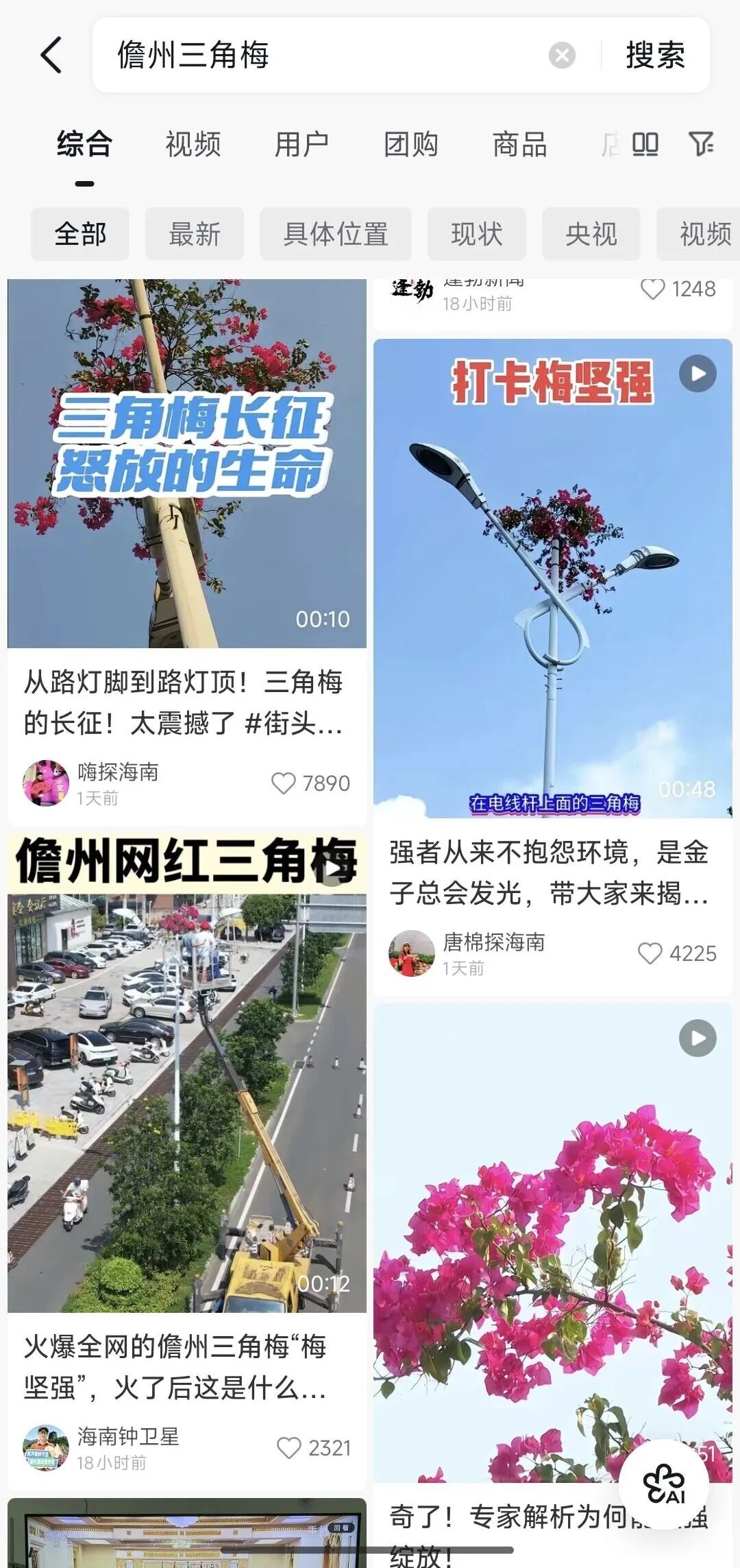 “全网最努力三角梅”攀上路灯、登上央视！
