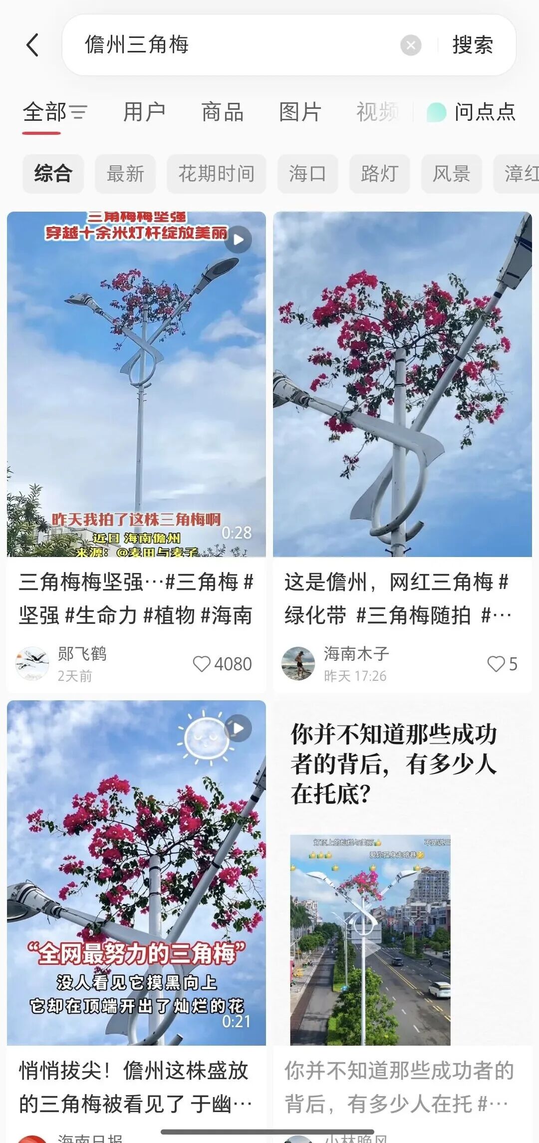 “全网最努力三角梅”攀上路灯、登上央视！