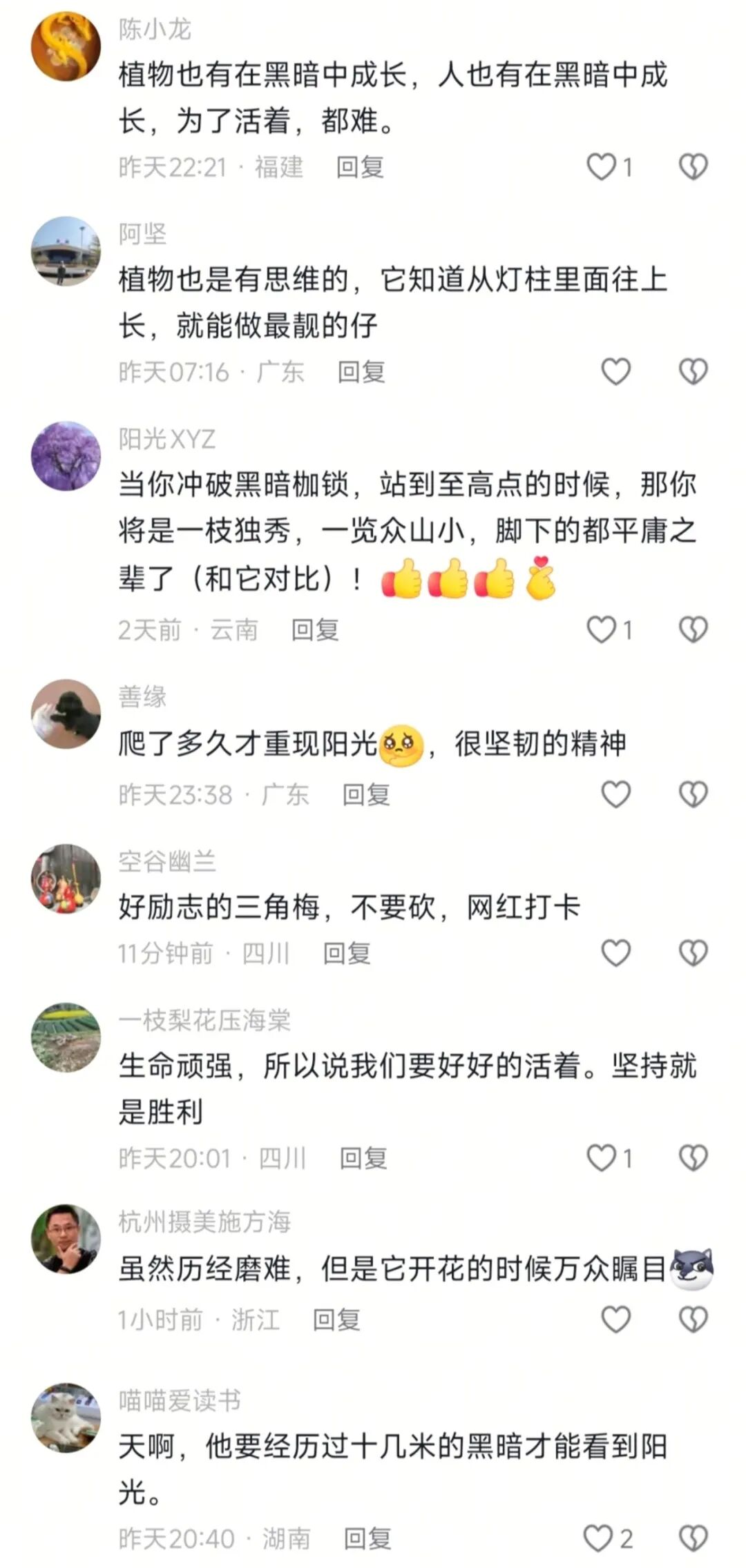 “全网最努力三角梅”攀上路灯、登上央视！
