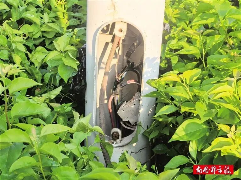 “全网最努力三角梅”攀上路灯、登上央视！