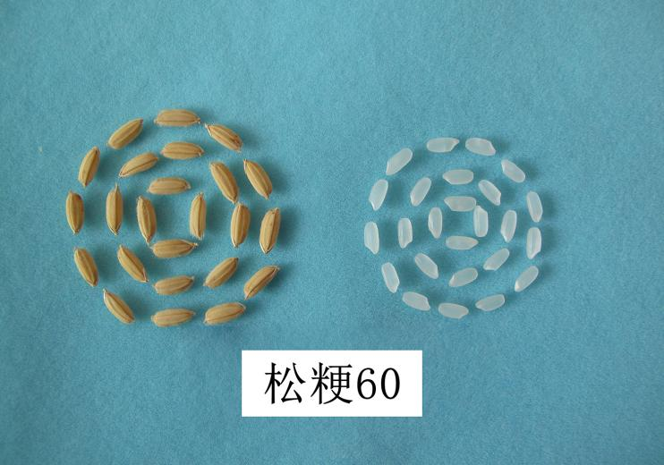五常大米，有了新品种！