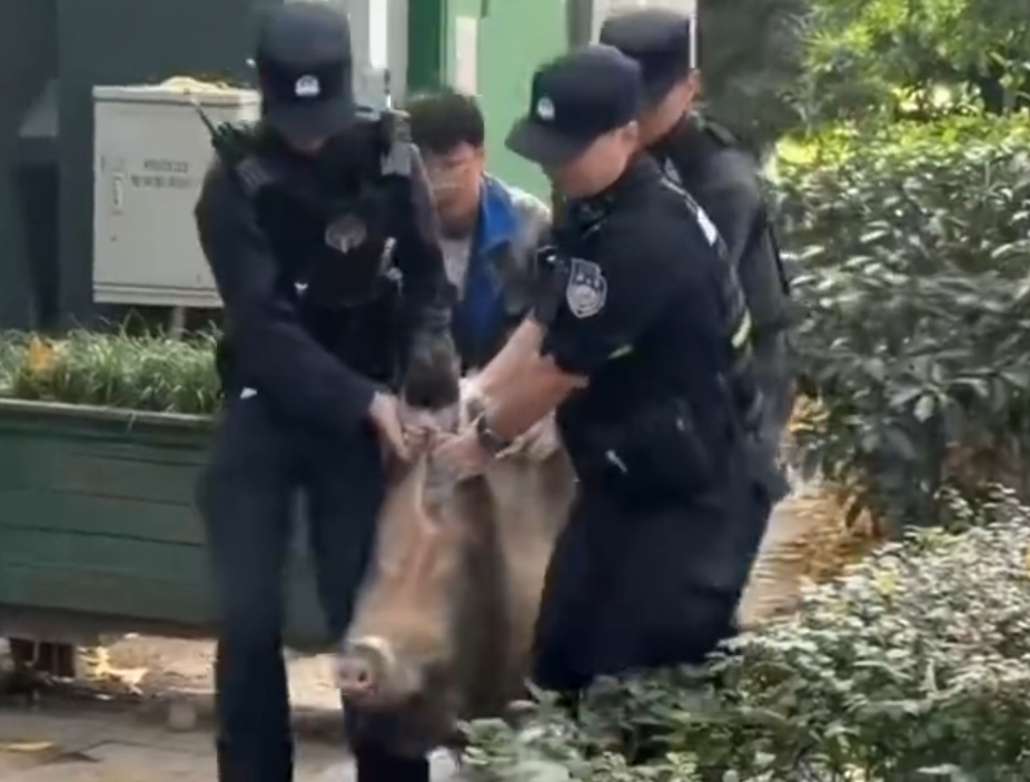 南京一头野猪下山闯进菜市场，摇着尾巴四处闲逛，已被警方成功捕获，未伤居民