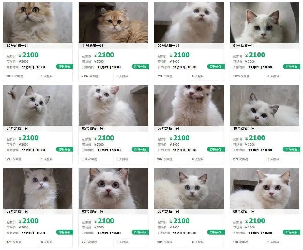“2万元的债12只猫咪来扛！” 杭州一法院将公开拍卖12只幼猫，包括布偶、金渐层等品种，法院：健康等未知，务必亲临实地看样，现场确认
