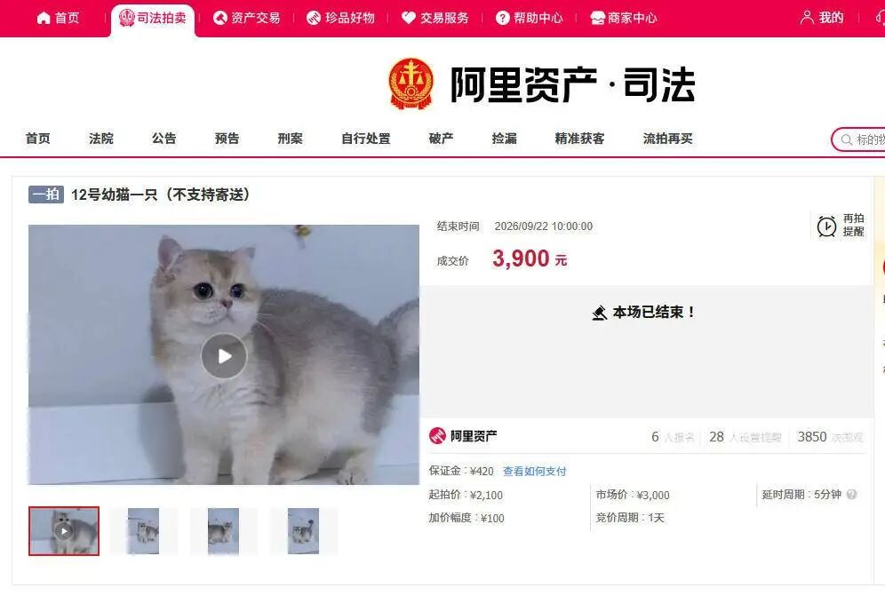 “2万元的债12只猫咪来扛！” 杭州一法院将公开拍卖12只幼猫，包括布偶、金渐层等品种，法院：健康等未知，务必亲临实地看样，现场确认